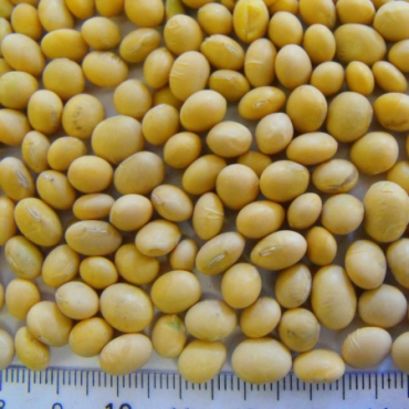 soya beens