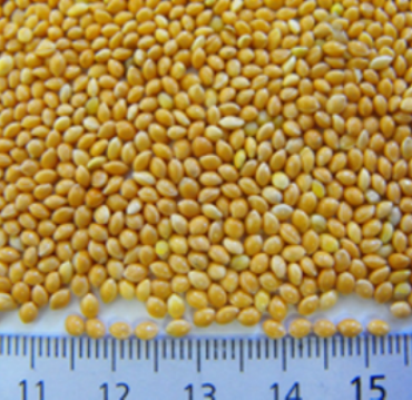 yellow millet